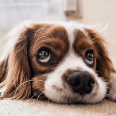 Domestic Animal Reiki Domestic Animal Reiki